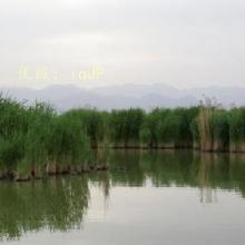 ƫ
