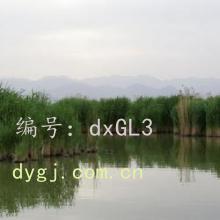 ɱ
