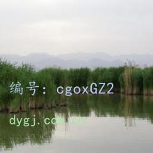 ɱ