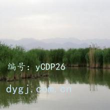 ɱ