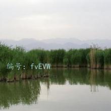 ɱ