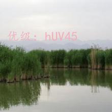 α